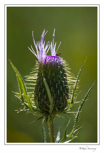 thistle 3.jpg